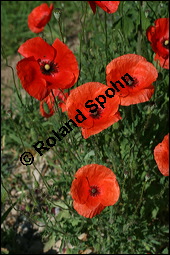 Klatsch-Mohn, Papaver rhoeas, Papaveraceae, Papaver rhoeas, Klatsch-Mohn, Blühend Kauf von 00796papaver_rhoesimg_8461.jpg