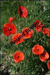 Klatsch-Mohn, Papaver rhoeas, Papaveraceae, Papaver rhoeas, Klatsch-Mohn, Blühend Kauf von 00796papaver_rhoesimg_8462.jpg