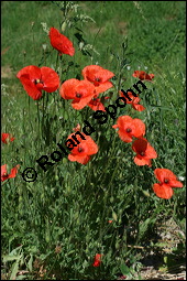 Klatsch-Mohn, Papaver rhoeas, Papaveraceae, Papaver rhoeas, Klatsch-Mohn, Blühend Kauf von 00796papaver_rhoesimg_8466.jpg