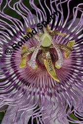 Fleischfarbene Passionsblume, Passiflora incarnata, Passifloraceae, Passiflora incarnata, Fleischfarbene Passionsblume, Blüte Kauf von 00800_passiflora_incarnata_dsc_4458.jpg