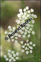 Anis, Pimpinella anisum, Apiaceae, Pimpinella anisum, Anis, Blühend Kauf von 00824pimpinella_anisumimg_3119.jpg