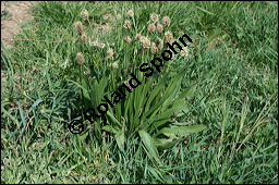 Spitz-Wegerich, Plantago lanceolata, Plantaginaceae, Plantago lanceolata, Spitz-Wegerich, Blhend Kauf von 00835plantago_lanceolata_img_1796.jpg