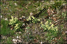 Hohe Schlsselblume, Wald-Schlsselblume, Primula elatior, Primulaceae, Primula elatior, Hohe Schlsselblume, Wald-Schlsselblume, Blhend Kauf von 00850primula_elatiorimg_5902.jpg
