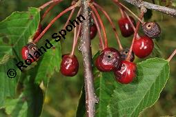S-Kirsche, Prunus avium, Rosaceae, Prunus avium, S-Kirsche, Habitus im Winter mit Reif Kauf von 00855_prunus_avium_dsc_6204.jpg