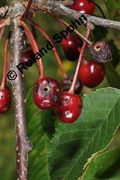 S-Kirsche, Prunus avium, Rosaceae, Prunus avium, S-Kirsche, Habitus im Winter mit Reif Kauf von 00855_prunus_avium_dsc_6205.jpg