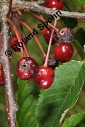 S-Kirsche, Prunus avium, Rosaceae, Prunus avium, S-Kirsche, Habitus im Winter mit Reif Kauf von 00855_prunus_avium_dsc_6206.jpg