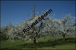 S-Kirsche, Prunus avium, Rosaceae, Prunus avium, S-Kirsche, Habitus im Winter mit Reif Kauf von 00855prunus_avium_img_1667.jpg