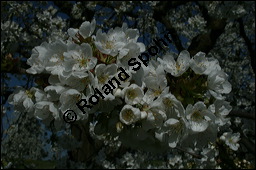 S-Kirsche, Prunus avium, Rosaceae, Prunus avium, S-Kirsche, Habitus im Winter mit Reif Kauf von 00855prunus_avium_img_1668.jpg
