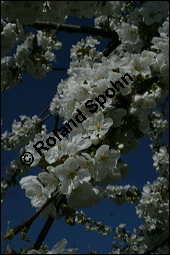 S-Kirsche, Prunus avium, Rosaceae, Prunus avium, S-Kirsche, Habitus im Winter mit Reif Kauf von 00855prunus_avium_img_1669.jpg