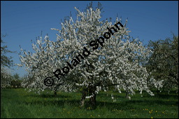 S-Kirsche, Prunus avium, Rosaceae, Prunus avium, S-Kirsche, Habitus im Winter mit Reif Kauf von 00855prunus_avium_img_1684.jpg