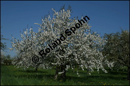 S-Kirsche, Prunus avium, Rosaceae, Prunus avium, S-Kirsche, Habitus im Winter mit Reif Kauf von 00855prunus_avium_img_1685.jpg