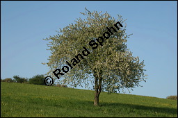 S-Kirsche, Prunus avium, Rosaceae, Prunus avium, S-Kirsche, Habitus im Winter mit Reif Kauf von 00855prunus_avium_img_1730.jpg