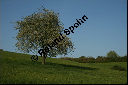 S-Kirsche, Prunus avium, Rosaceae, Prunus avium, S-Kirsche, Habitus im Winter mit Reif Kauf von 00855prunus_avium_img_1732.jpg