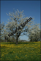 S-Kirsche, Prunus avium, Rosaceae, Prunus avium, S-Kirsche, Habitus im Winter mit Reif Kauf von 00855prunus_aviumimg_1692.jpg