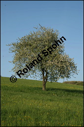 S-Kirsche, Prunus avium, Rosaceae, Prunus avium, S-Kirsche, Habitus im Winter mit Reif Kauf von 00855prunus_aviumimg_1731.jpg