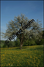 S-Kirsche, Prunus avium, Rosaceae, Prunus avium, S-Kirsche, Habitus im Winter mit Reif Kauf von 00855prunus_aviumimg_1849.jpg