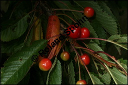 S-Kirsche, Prunus avium, Rosaceae, Prunus avium, S-Kirsche, Habitus im Winter mit Reif Kauf von 00855prunus_aviumimg_2590.jpg