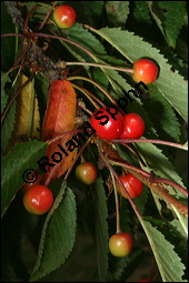 S-Kirsche, Prunus avium, Rosaceae, Prunus avium, S-Kirsche, Habitus im Winter mit Reif Kauf von 00855prunus_aviumimg_2591.jpg