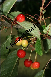 S-Kirsche, Prunus avium, Rosaceae, Prunus avium, S-Kirsche, Habitus im Winter mit Reif Kauf von 00855prunus_aviumimg_2592.jpg