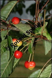 Süß-Kirsche, Prunus avium, Rosaceae, Prunus avium, Süß-Kirsche, Habitus im Winter mit Reif Kauf von 00855prunus_aviumimg_2593.jpg