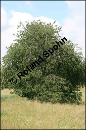 S-Kirsche, Prunus avium, Rosaceae, Prunus avium, S-Kirsche, Habitus im Winter mit Reif Kauf von 00855prunus_aviumimg_2594.jpg