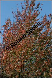 S-Kirsche, Prunus avium, Rosaceae, Prunus avium, S-Kirsche, Habitus im Winter mit Reif Kauf von 00855prunus_aviumimg_4154.jpg