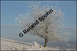 S-Kirsche, Prunus avium, Rosaceae, Prunus avium, S-Kirsche, Habitus im Winter mit Reif Kauf von 00855prunus_aviumimg_5051.jpg