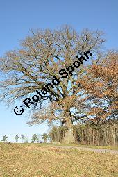 Stiel-Eiche, Sommer-Eiche, Quercus robur, Fagaceae, Quercus robur, Quercus pedunculata, Stiel-Eiche, Sommer-Eiche, Stammausschnitt Kauf von 00871_quercus_robur_dsc_1518.jpg