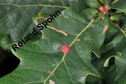Stiel-Eiche, Sommer-Eiche, Quercus robur, Fagaceae, Quercus robur, Quercus pedunculata, Stiel-Eiche, Sommer-Eiche, Stammausschnitt Kauf von 00871_quercus_robur_dsc_3986.jpg