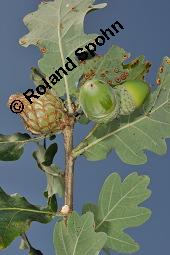 Stiel-Eiche, Sommer-Eiche, Quercus robur, Fagaceae, Quercus robur, Quercus pedunculata, Stiel-Eiche, Sommer-Eiche, Stammausschnitt Kauf von 00871_quercus_robur_dsc_4032.jpg