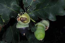 Stiel-Eiche, Sommer-Eiche, Quercus robur, Fagaceae, Quercus robur, Quercus pedunculata, Stiel-Eiche, Sommer-Eiche, Stammausschnitt Kauf von 00871_quercus_robur_dsc_4043.jpg