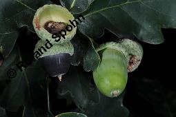 Stiel-Eiche, Sommer-Eiche, Quercus robur, Fagaceae, Quercus robur, Quercus pedunculata, Stiel-Eiche, Sommer-Eiche, Stammausschnitt Kauf von 00871_quercus_robur_dsc_4044.jpg
