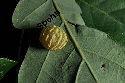 Stiel-Eiche, Sommer-Eiche, Quercus robur, Fagaceae, Quercus robur, Quercus pedunculata, Stiel-Eiche, Sommer-Eiche, Stammausschnitt Kauf von 00871_quercus_robur_dsc_4166.jpg