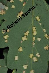 Stiel-Eiche, Sommer-Eiche, Quercus robur, Fagaceae, Quercus robur, Quercus pedunculata, Stiel-Eiche, Sommer-Eiche, Stammausschnitt Kauf von 00871_quercus_robur_dsc_4300.jpg