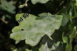 Stiel-Eiche, Sommer-Eiche, Quercus robur, Fagaceae, Quercus robur, Quercus pedunculata, Stiel-Eiche, Sommer-Eiche, Stammausschnitt Kauf von 00871_quercus_robur_dsc_5299.jpg