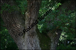 Stiel-Eiche, Sommer-Eiche, Quercus robur, Fagaceae, Quercus robur, Quercus pedunculata, Stiel-Eiche, Sommer-Eiche, Stammausschnitt Kauf von 00871quercus_roburimg_9108.jpg