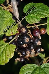 Schwarze Johannisbeere, Ribes nigrum, Grossulariaceae, Ribes nigrum, Schwarze Johannisbeere, Ahlbeere, fruchtend Kauf von 00887_ribes_nigrum_dsc_4718.jpg