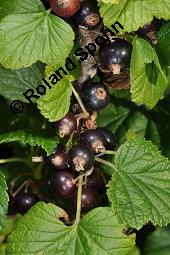 Schwarze Johannisbeere, Ribes nigrum, Grossulariaceae, Ribes nigrum, Schwarze Johannisbeere, Ahlbeere, fruchtend Kauf von 00887_ribes_nigrum_dsc_4719.jpg