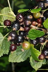 Schwarze Johannisbeere, Ribes nigrum, Grossulariaceae, Ribes nigrum, Schwarze Johannisbeere, Ahlbeere, fruchtend Kauf von 00887_ribes_nigrum_dsc_4721.jpg