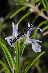 Rosmarin, Rosmarinus officinalis, Lamiaceae, Rosmarinus officinalis, Rosmarin, Blhend Kauf von 00892_rosmarinus_officinalis_dsc_1520.jpg