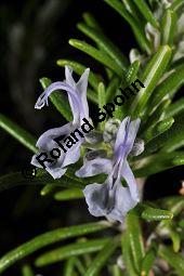 Rosmarin, Rosmarinus officinalis, Lamiaceae, Rosmarinus officinalis, Rosmarin, Blhend Kauf von 00892_rosmarinus_officinalis_dsc_1526.jpg