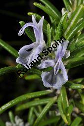 Rosmarin, Rosmarinus officinalis, Lamiaceae, Rosmarinus officinalis, Rosmarin, Blhend Kauf von 00892_rosmarinus_officinalis_dsc_1530.jpg