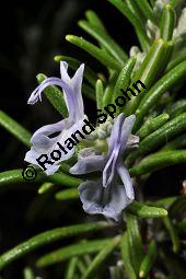 Rosmarin, Rosmarinus officinalis, Lamiaceae, Rosmarinus officinalis, Rosmarin, Blhend Kauf von 00892_rosmarinus_officinalis_dsc_1533.jpg