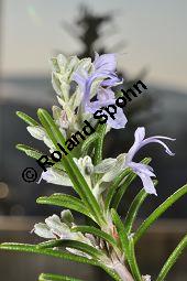 Rosmarin, Rosmarinus officinalis, Lamiaceae, Rosmarinus officinalis, Rosmarin, Blhend Kauf von 00892_rosmarinus_officinalis_dsc_1755.jpg