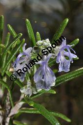 Rosmarin, Rosmarinus officinalis, Lamiaceae, Rosmarinus officinalis, Rosmarin, Blhend Kauf von 00892_rosmarinus_officinalis_dsc_1758.jpg
