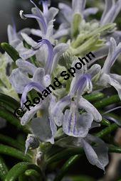 Rosmarin, Rosmarinus officinalis, Lamiaceae, Rosmarinus officinalis, Rosmarin, Blhend Kauf von 00892_rosmarinus_officinalis_dsc_1793.jpg