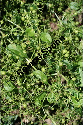 Echte Frberrte, Rubia tinctoria, Rubiaceae, Rubia tinctoria, Echte Frberrte, Krapp, Krappwurzel, Habitus fruchtend Kauf von 00893rubia_tinctoriaimg_3396.jpg