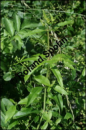Echte Frberrte, Rubia tinctoria, Rubiaceae, Rubia tinctoria, Echte Frberrte, Krapp, Krappwurzel, Habitus fruchtend Kauf von 00893rubia_tinctoriaimg_3397.jpg