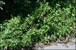 Echte Frberrte, Rubia tinctoria, Rubiaceae, Rubia tinctoria, Echte Frberrte, Krapp, Krappwurzel, Habitus fruchtend Kauf von 00893rubia_tinctoriaimg_3399.jpg