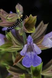 Echter Salbei, Garten-Salbei, Salvia officinalis, Salvia officinalis, Echter Salbei, Lamiaceae, Blhend Kauf von 00899_salvia_officinalis_dsc_1662.jpg